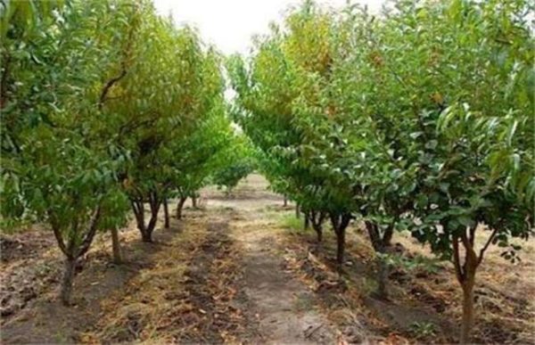 果园翻土有什么影响