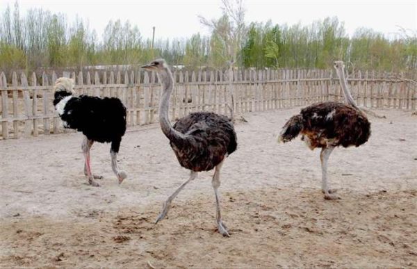 养20只鸵鸟需投多少钱