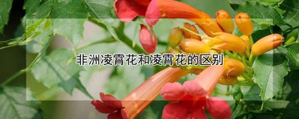 非洲凌霄花和凌霄花的区别