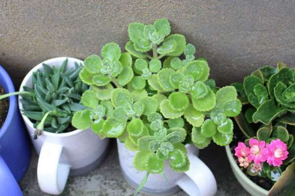 碰碰香有毒吗？