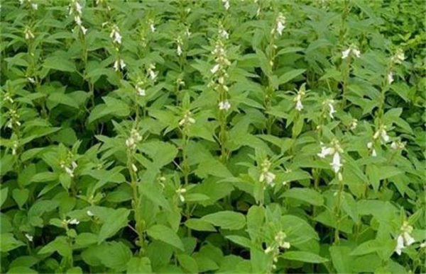 芝麻为什么不能连作重茬