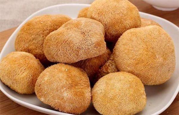 猴头菇的采收与贮藏多久？