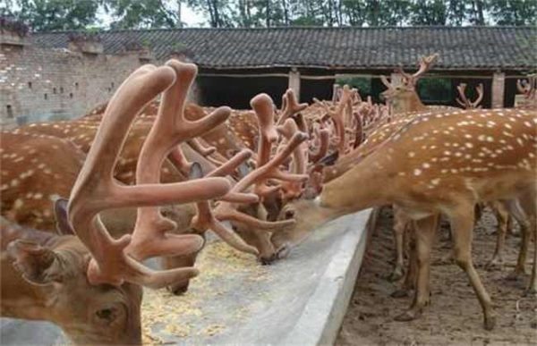 养20头鹿一年赚多少钱