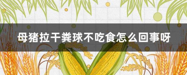 母猪拉干粪球不吃食怎么回事呀