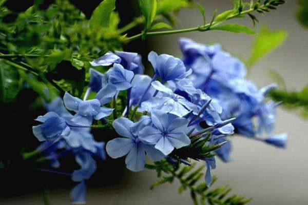 蓝雪花需要搭架子吗