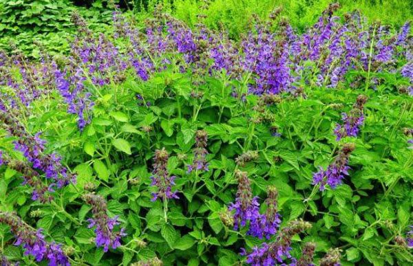 种植丹参的成本投资及经济效益