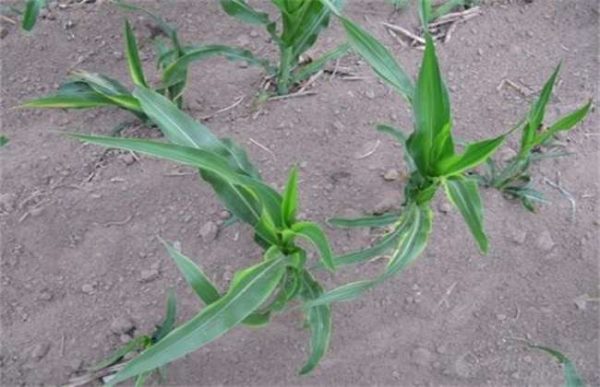 影响玉米出苗的因素