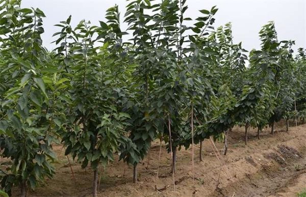 10亩樱桃需要投资多少？