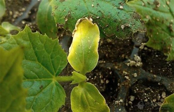 黄瓜叶子发黄的原因及防治