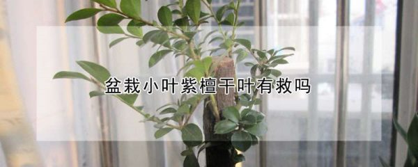 盆栽小叶紫檀干叶有救吗