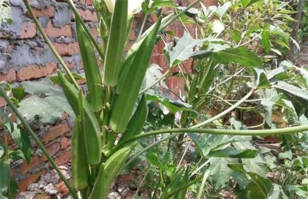 一亩秋葵的利润有多少？