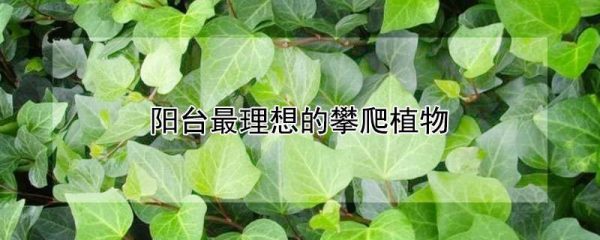 阳台最理想的攀爬植物