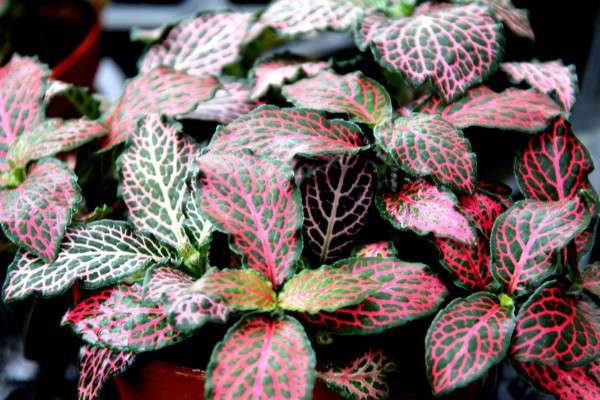 红网纹草有什么用途