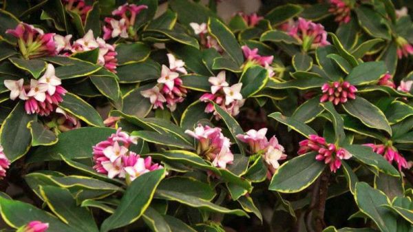 瑞香花有毒吗？