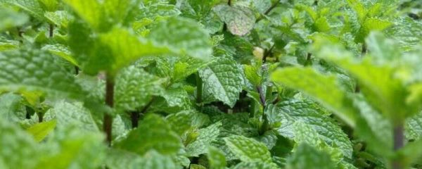 家里为什么不能种薄荷