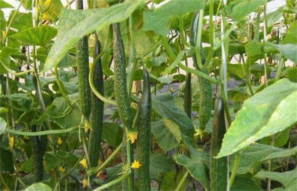 如何提高黄瓜的种植效益
