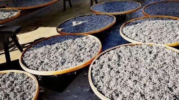 莓茶是什么茶叶