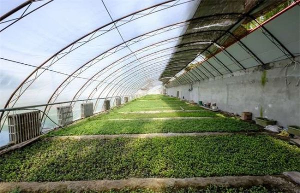 冬季大棚如何排湿