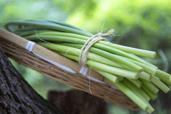 蒜苗的种植方法及时间