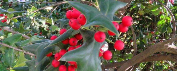 冬红果和海棠果树区别