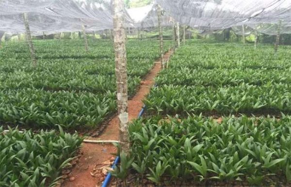 槟榔低产的原因是什么？