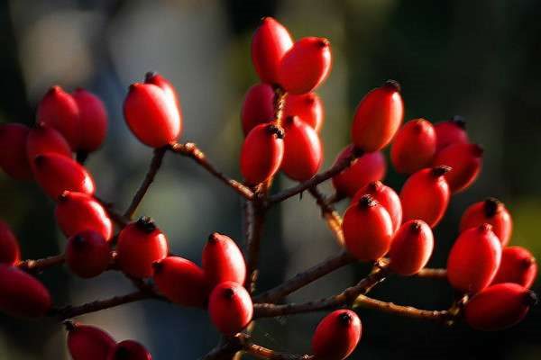 相思豆有毒吗？