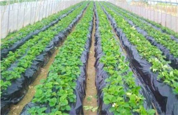 覆盖地膜要注意什么？