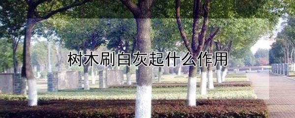 树木刷白灰起什么作用
