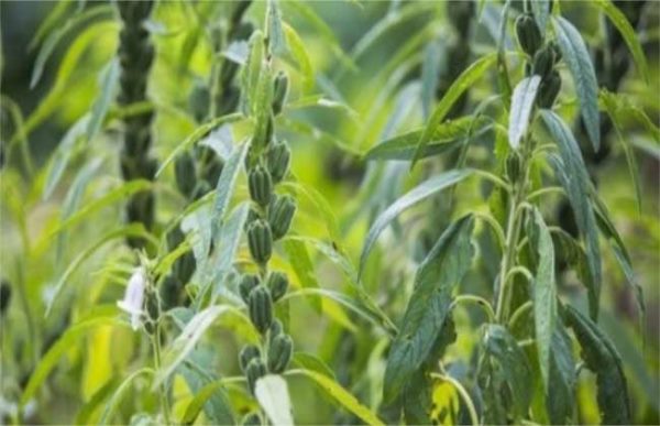 芝麻干旱严重时怎么办？