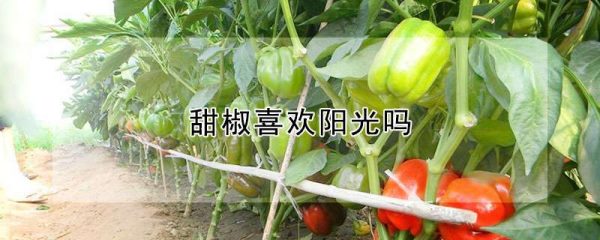 甜椒喜欢阳光吗