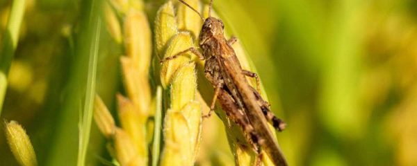 蝗灾怎么形成的