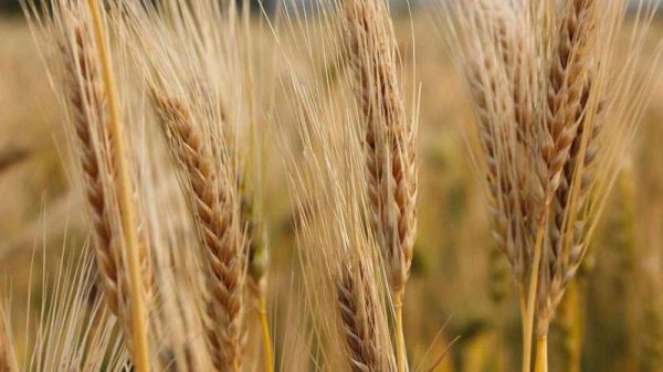 大麦与小麦的区别？是什么？