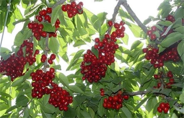 樱桃的采收与保存多久？