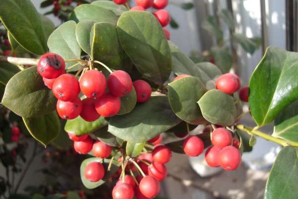 冬红果和海棠果树区别