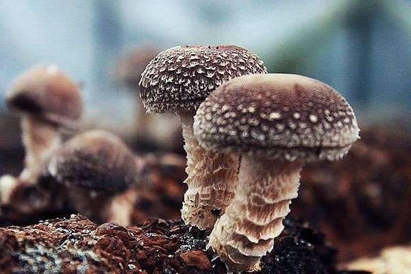 香菇种植技术