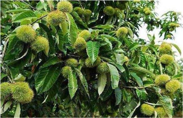 种一亩板栗的利润是多少？