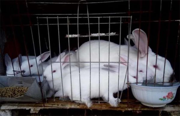 养100只兔子一年能赚多少钱