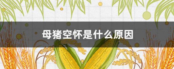 母猪空怀是什么原因？