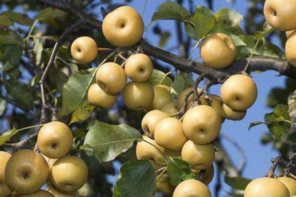 海拔1800适合种植什么？