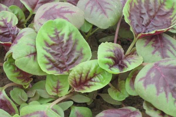 苋菜和野苋菜的区别