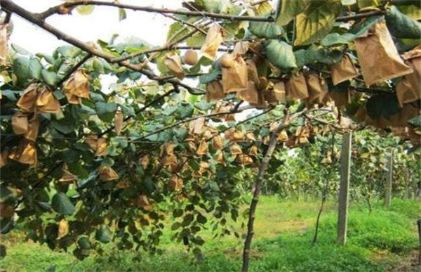 种植10亩红心猕猴桃需投资多少？