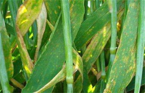 小麦发黄干尖怎么办？