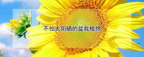 不怕太阳晒的盆栽植物