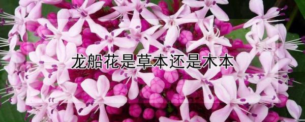 龙船花是草本还是木本