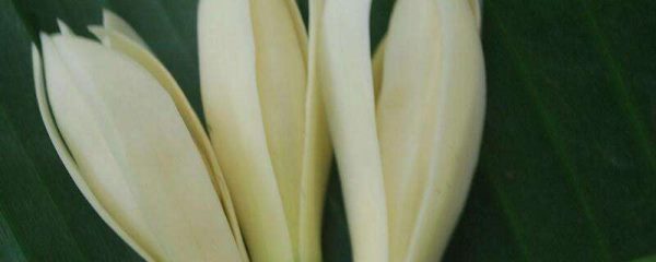 黄角兰掉叶子是怎么回事