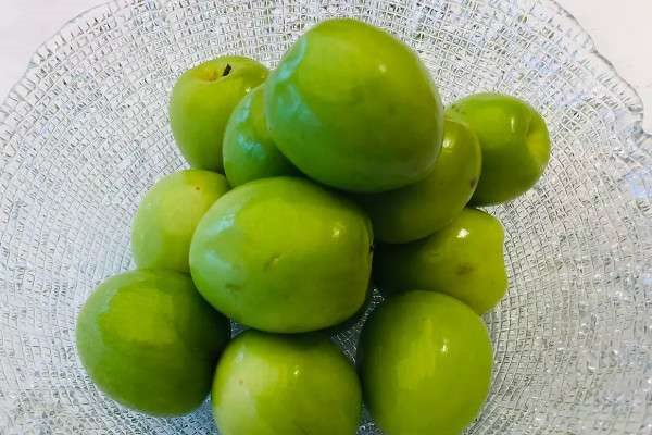 大青枣适合哪里种植