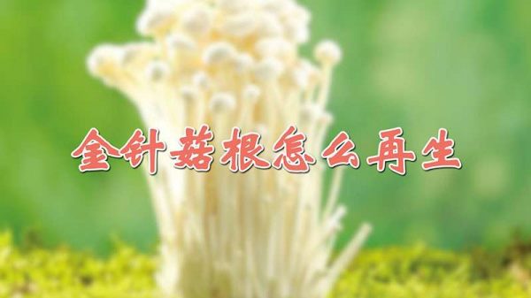 金针菇根怎么再生