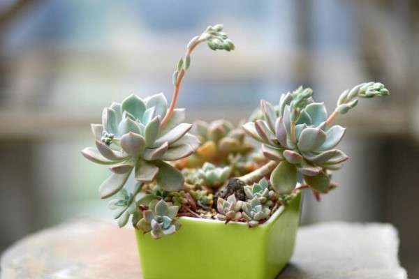 多肉可以放卧室养吗