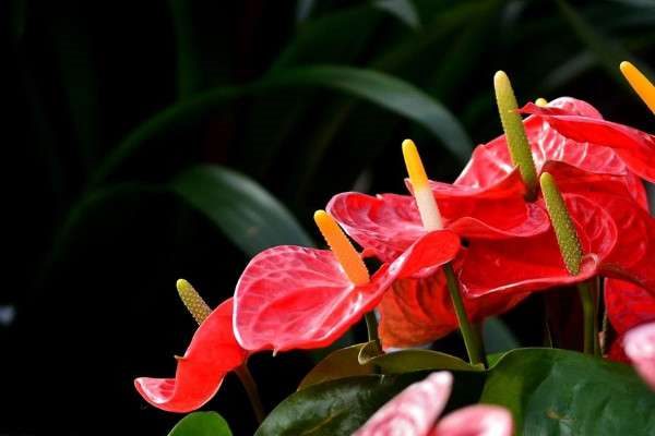 白掌和红掌有什么区别？？