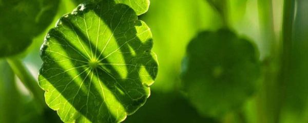 金钱草和车前草的区别